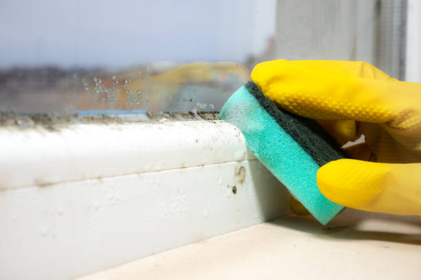 Professional Mold Removal in Lockwood, MT