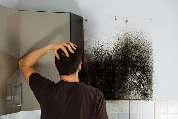 Best Local Mold Removal Service  in Lockwood, MT