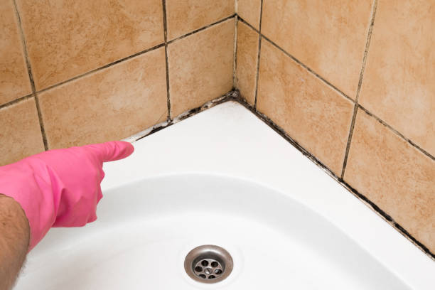 Best Best Mold Removal Companies  in Lockwood, MT